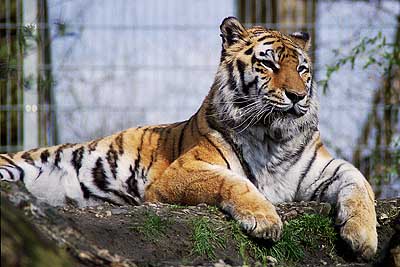 Duisburger Zoo Duisburger-Zoo-Tiger-10
